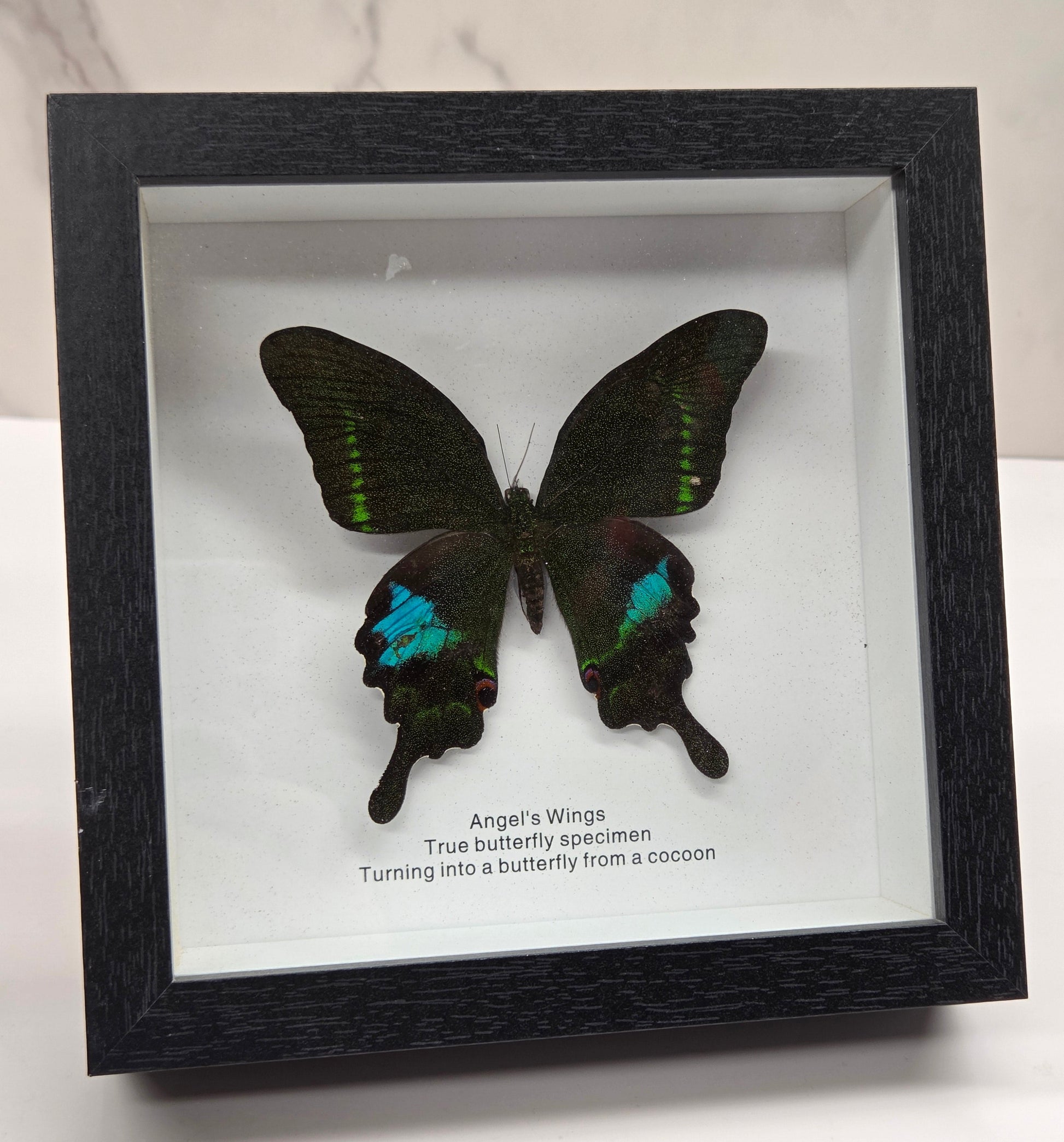 A framed butterfly specimen mounted inside a black shadow box frame, photographed against a white marble-like surface. The display includes printed text on the right side of the mount.