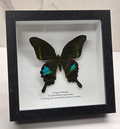 A framed butterfly specimen mounted inside a black shadow box frame, photographed against a white marble-like surface. The display includes printed text on the right side of the mount.