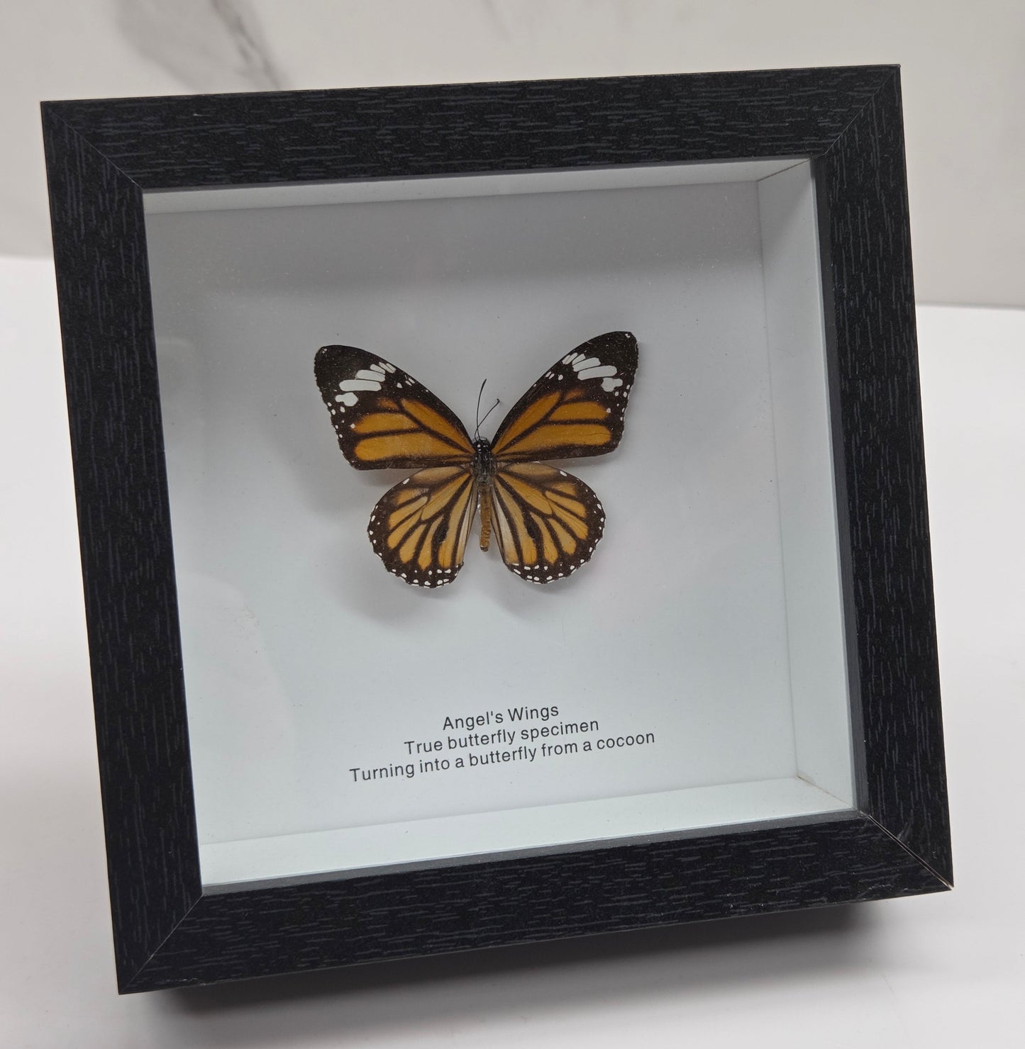 A framed butterfly display with a black wood frame, featuring an orange and black butterfly mounted on a white backing with small printed text on the right side, photographed against a light marble-like surface.