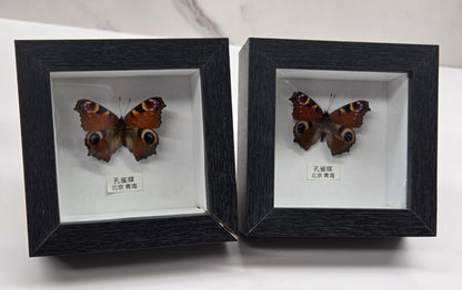Two framed butterfly taxidermy specimens displayed side by side on a white surface. Each specimen features a brown and orange butterfly with eye-like spots, mounted inside a square black shadow box with a white backing and a small label card above it.