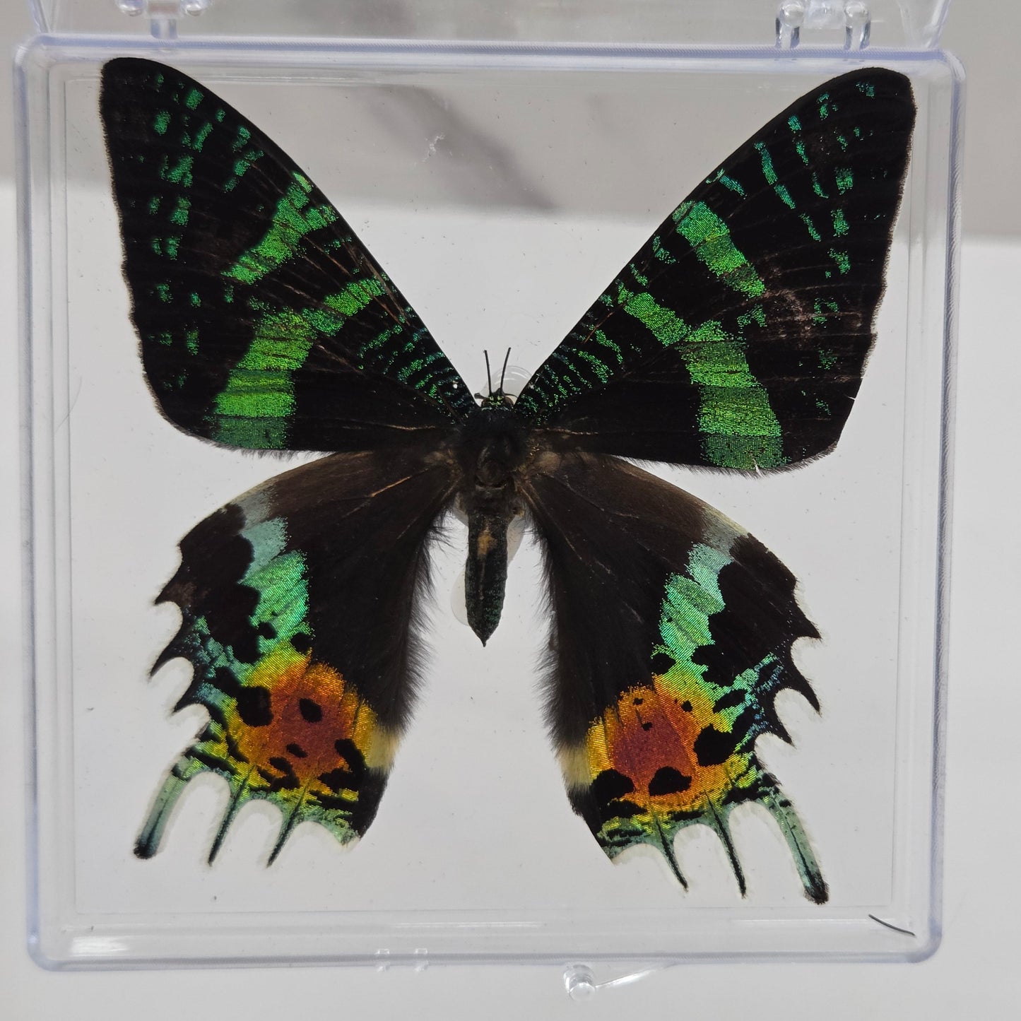 Acrylic box frame displaying a mounted butterfly specimen, arranged on a white marble surface against a white wall.