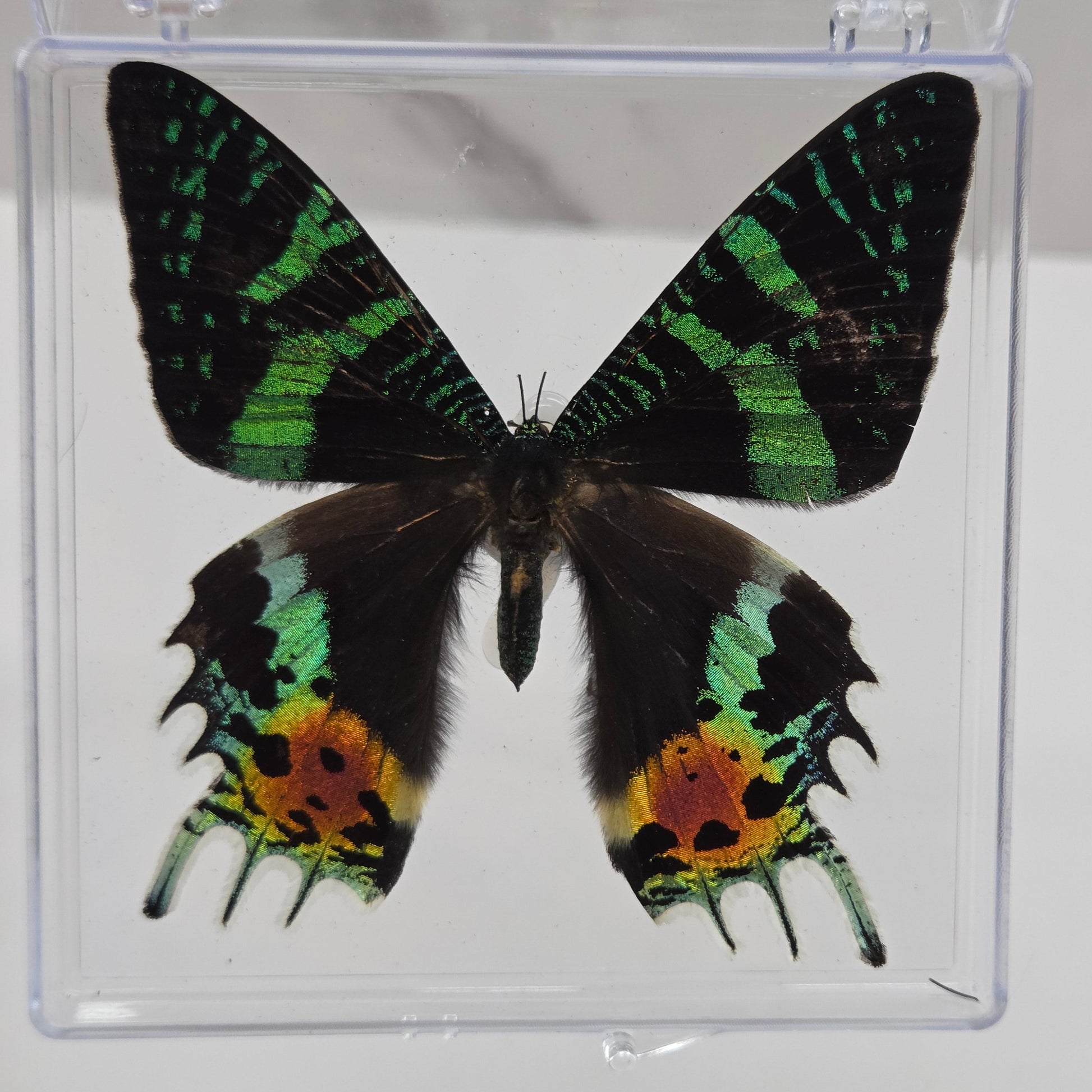 Acrylic box frame displaying a mounted butterfly specimen, arranged on a white marble surface against a white wall.
