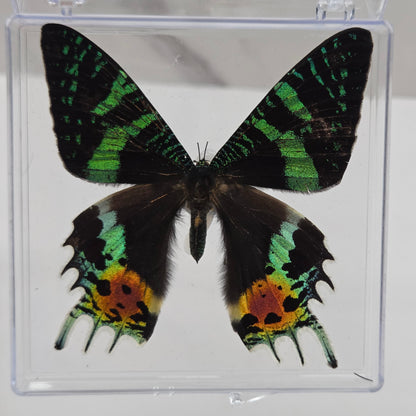 Acrylic box frame displaying a mounted butterfly specimen, arranged on a white marble surface against a white wall.