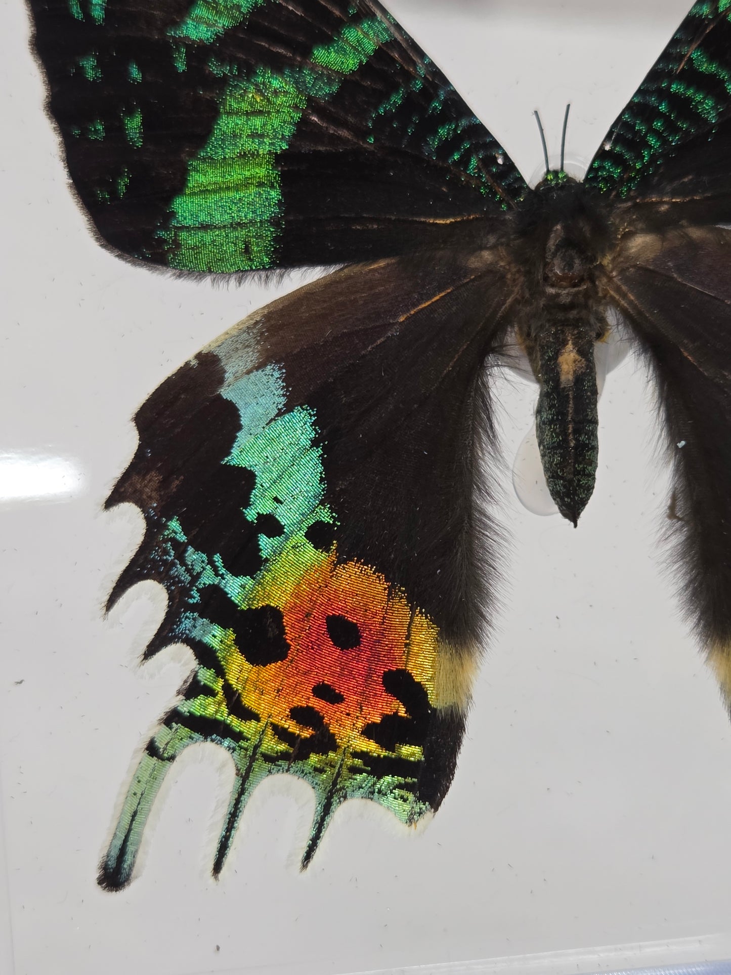 Close-up of a mounted butterfly specimen, arranged on a white marble surface against a white wall.