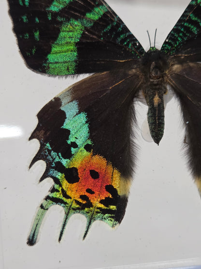 Close-up of a mounted butterfly specimen, arranged on a white marble surface against a white wall.