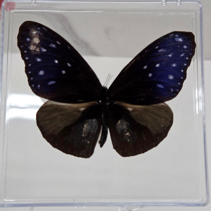 Acrylic box frame displaying a mounted butterfly specimen, arranged on a white marble surface against a white wall.