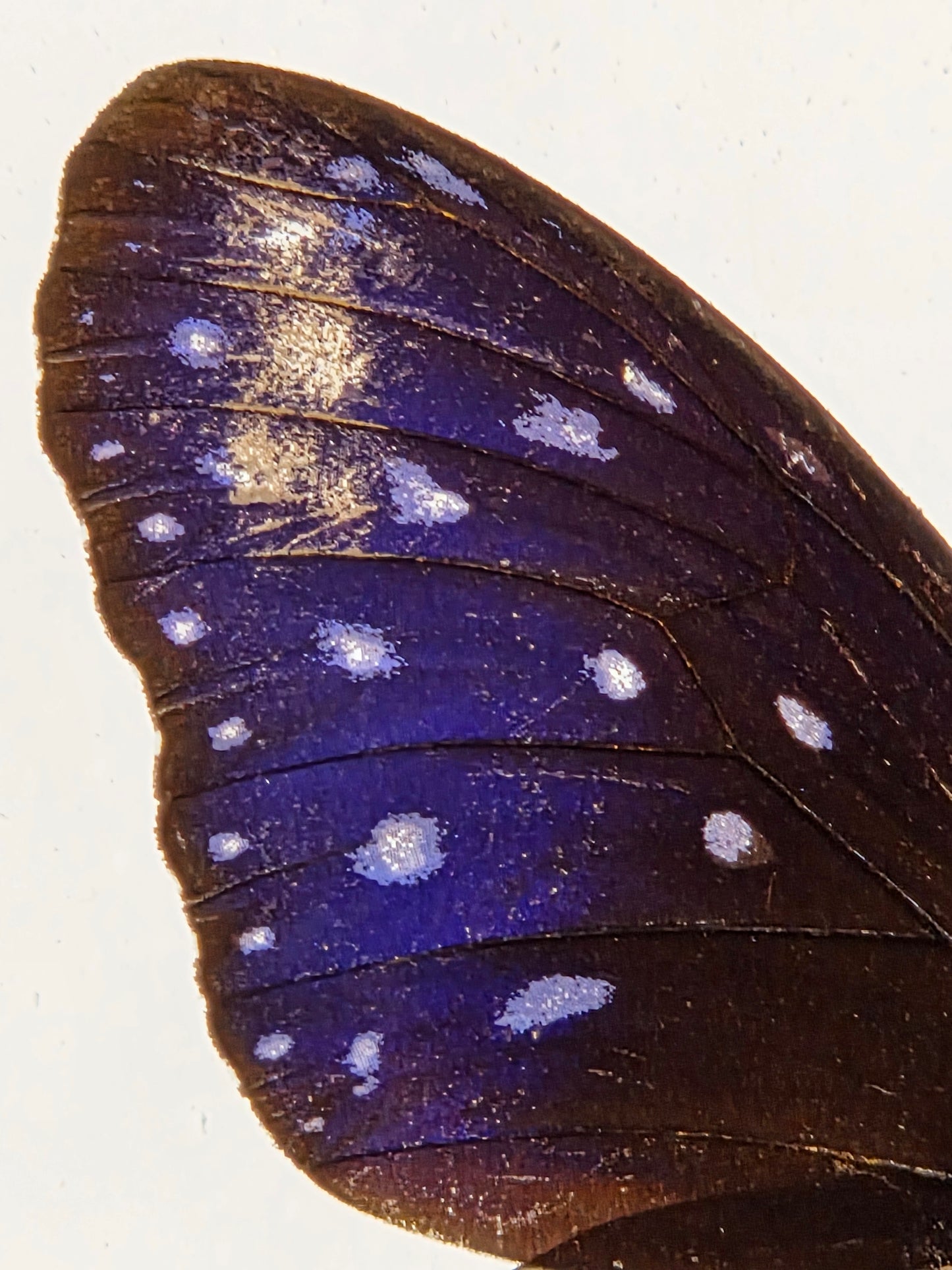 Close-up of a butterfly wing with dark brown edges and a vivid blue-purple center, decorated with scattered pale blue-white spots on a plain light background.