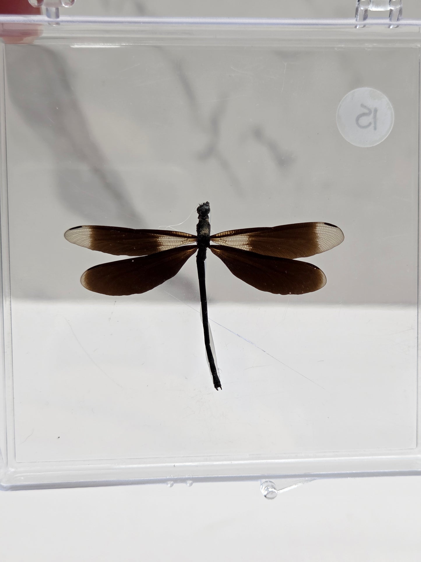 A dried dragonfly specimen mounted on a black pin, preserved inside a clear plastic slide case with a white background.