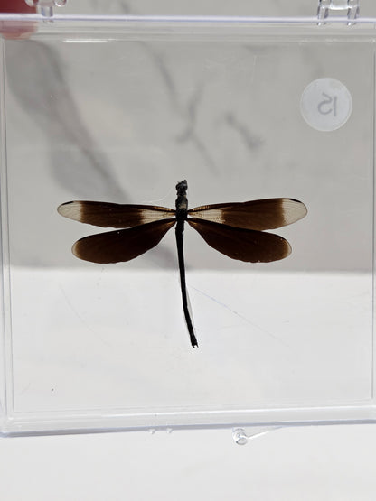 A dried dragonfly specimen mounted on a black pin, preserved inside a clear plastic slide case with a white background.