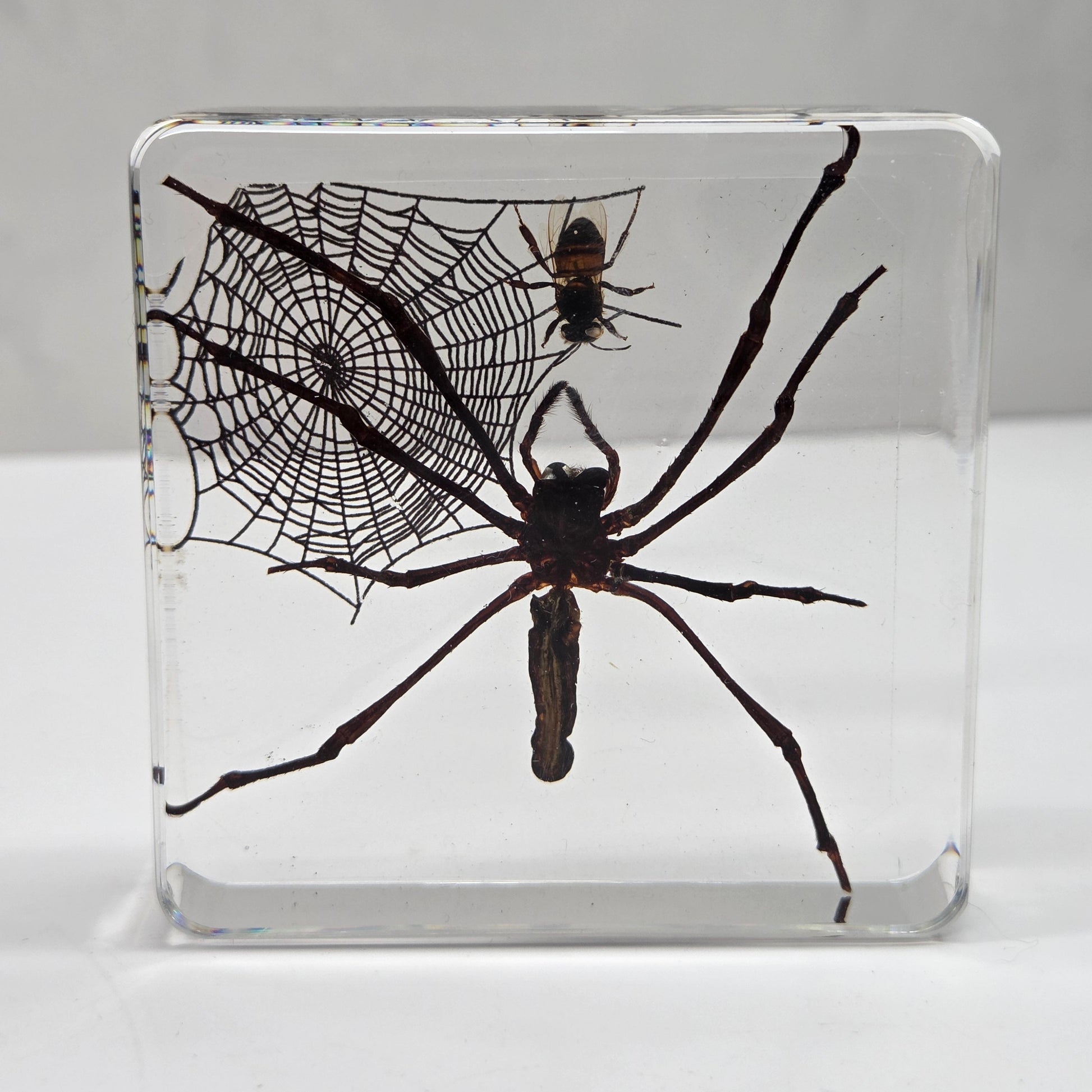 Spider specimen in a resin square with a spiderweb and fly on a white background