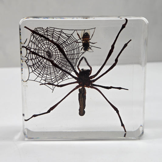 Spider specimen in a resin square with a spiderweb and fly on a white background