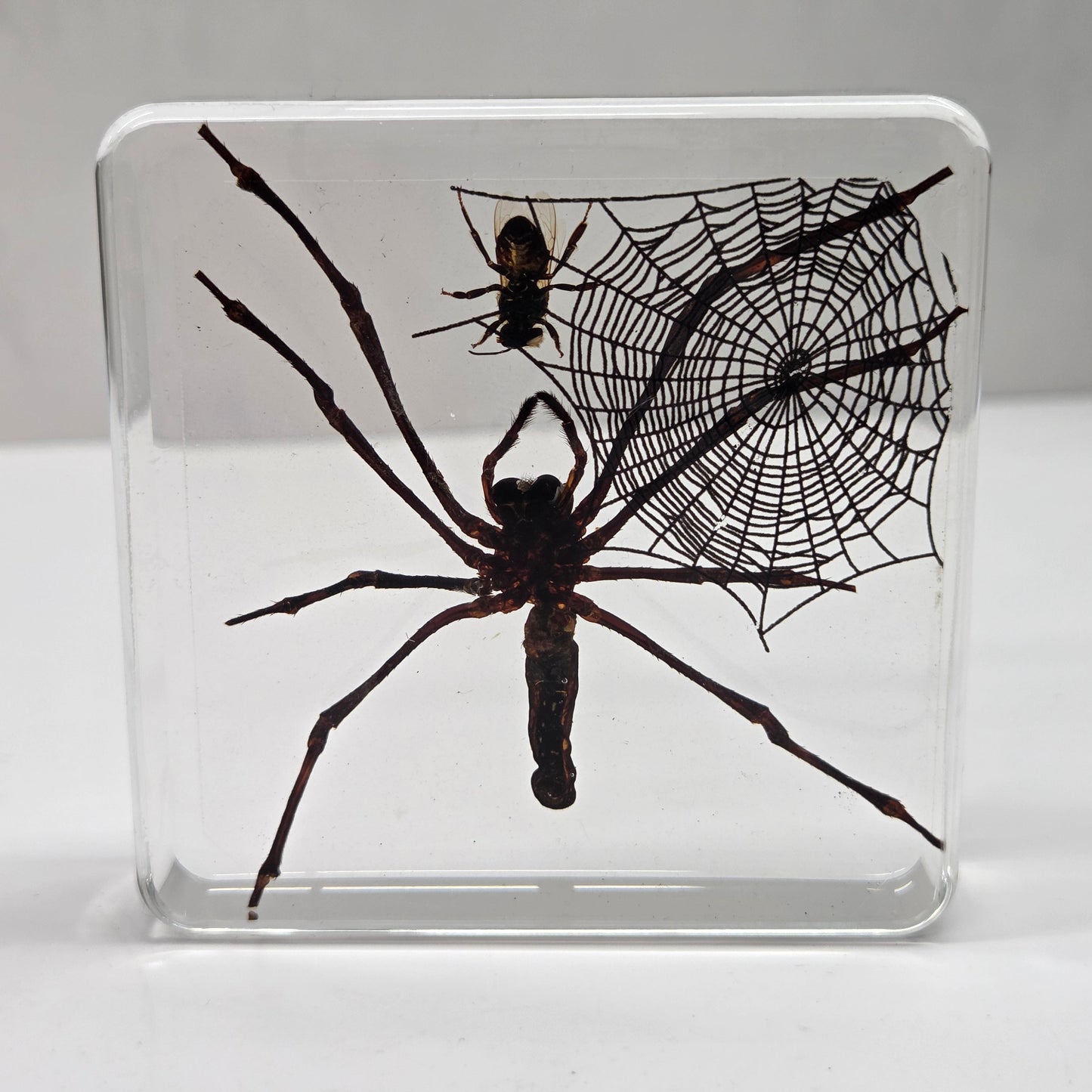 A clear square resin block containing a preserved black spider and a spider web, displayed on a white surface against a light gray background.