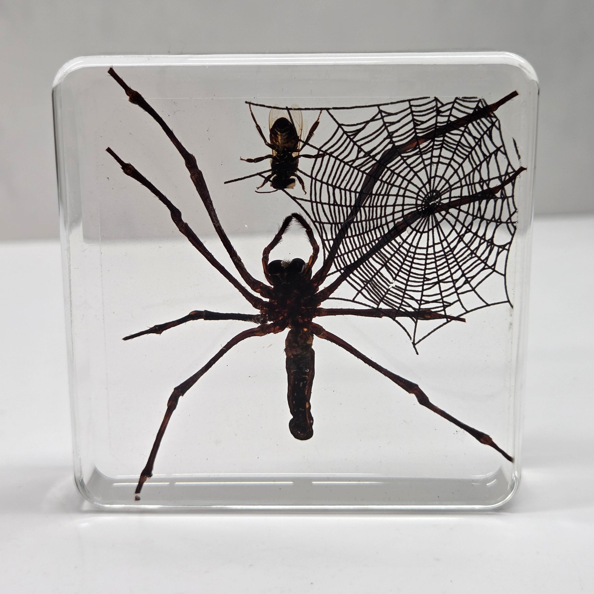 A clear square resin block containing a preserved black spider and a spider web, displayed on a white surface against a light gray background.