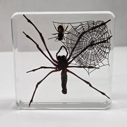 A clear square resin block containing a preserved black spider and a spider web, displayed on a white surface against a light gray background.
