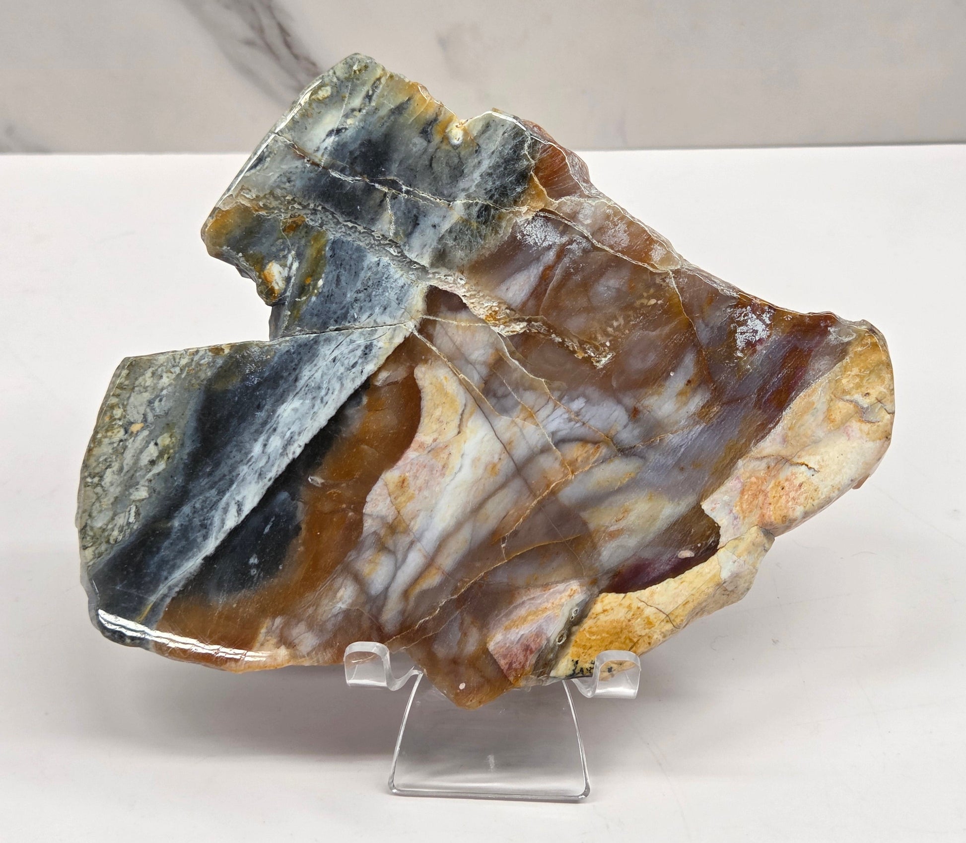Petrified wood slab with blue, red and white coloring on an acrylic stand against a white background