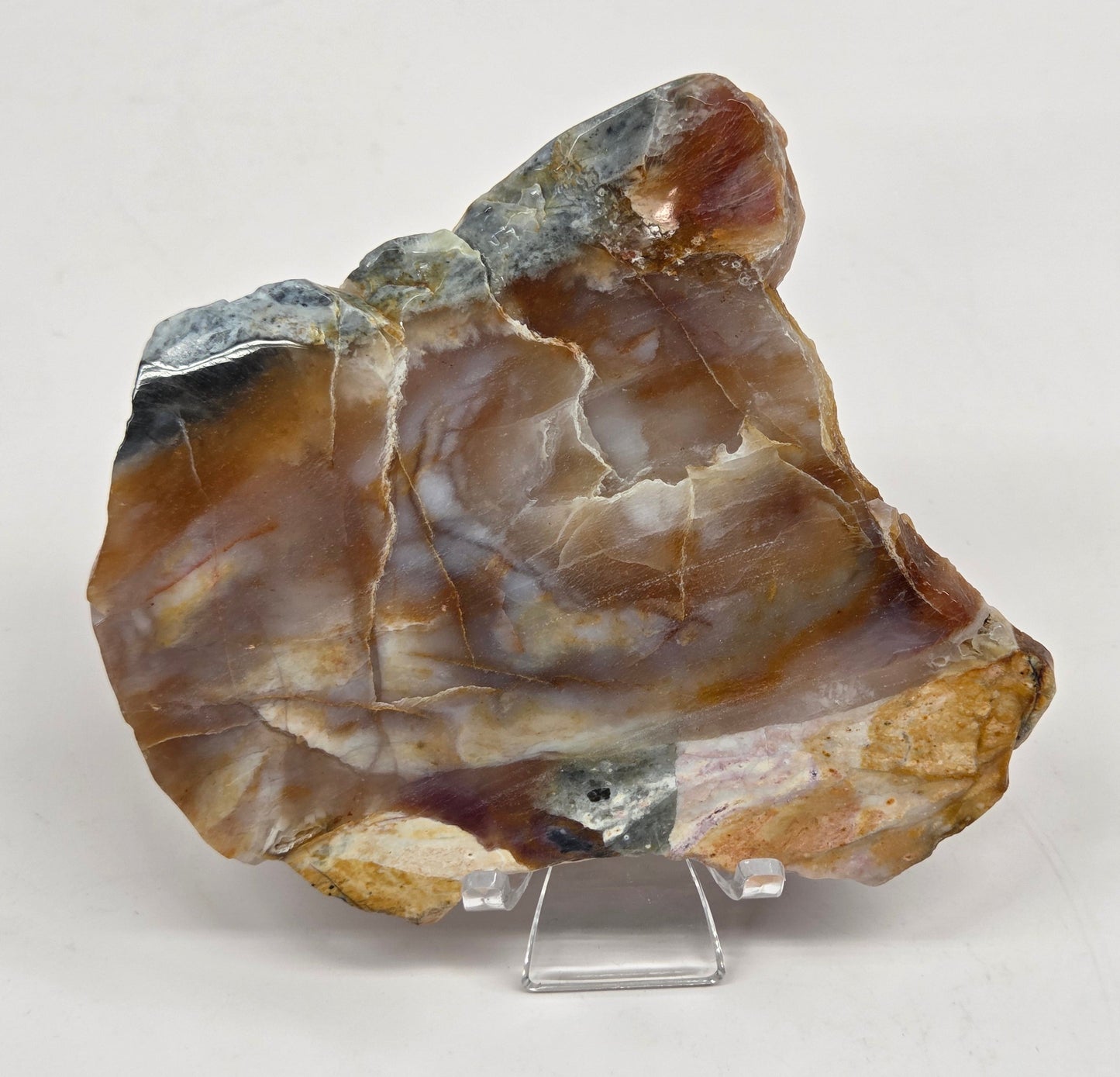Petrified wood slab with blue, red and white coloring on an acrylic stand against a white background