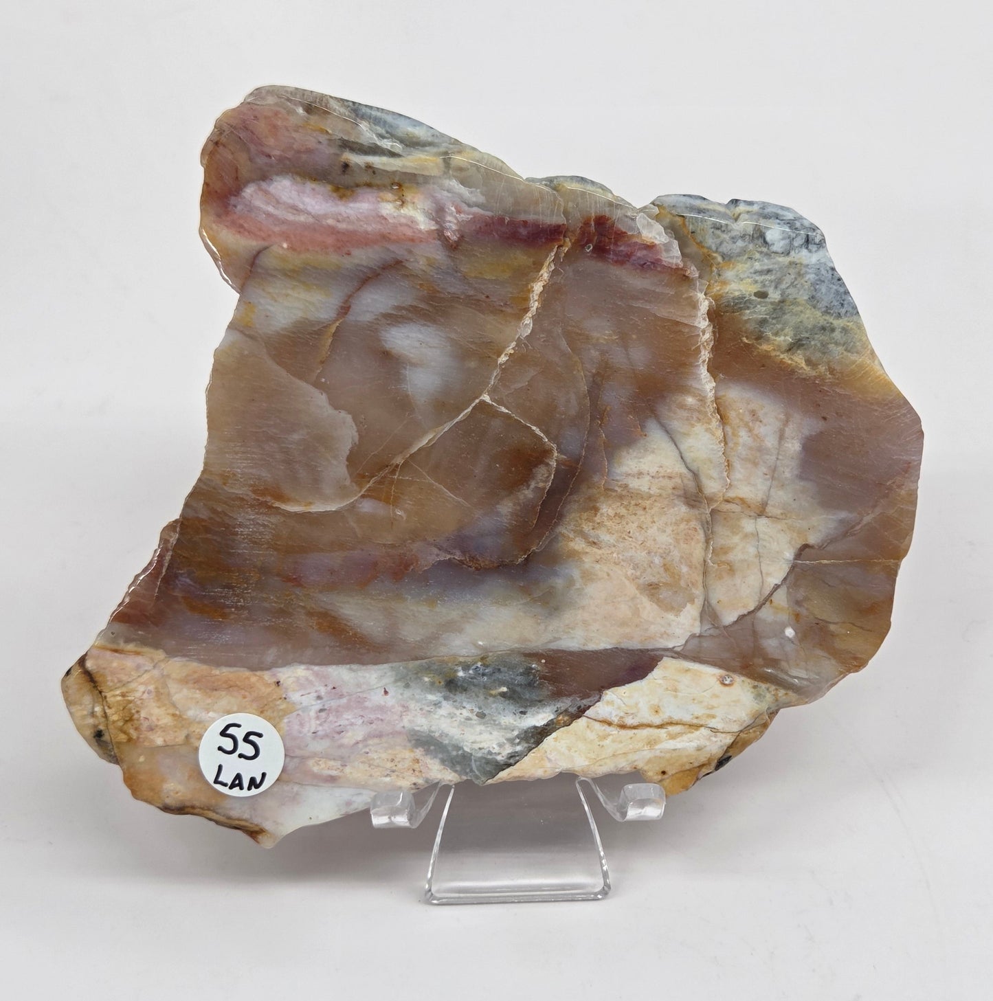 Petrified wood slab with blue, red and white coloring on an acrylic stand against a white background