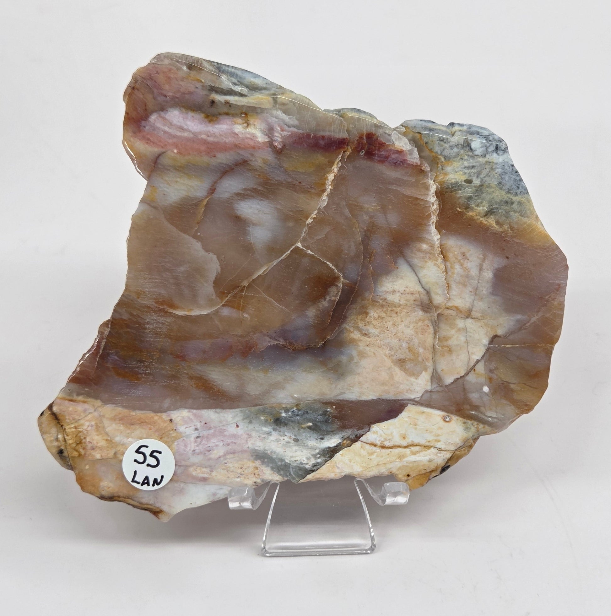 Petrified wood slab with blue, red and white coloring on an acrylic stand against a white background