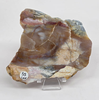 Petrified wood slab with blue, red and white coloring on an acrylic stand against a white background