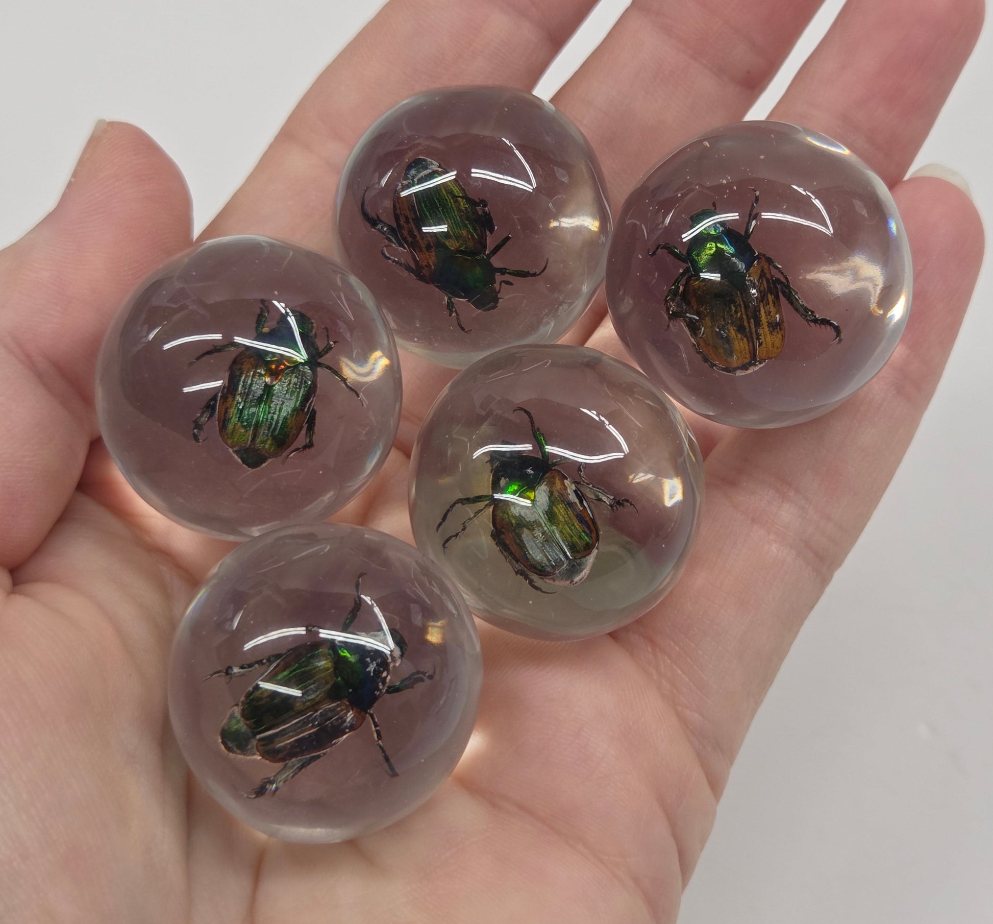 Five small clear glass or resin domes, each containing a preserved iridescent beetle, held in a person's open hand against a plain light background.