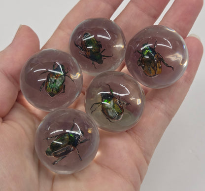 Five small clear glass or resin domes, each containing a preserved iridescent beetle, held in a person's open hand against a plain light background.