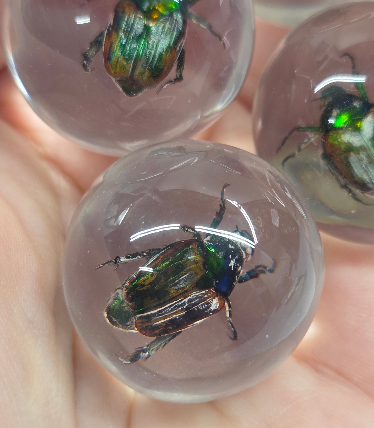 Three clear resin spheres containing iridescent green and black beetle specimens, held in a person's hand.