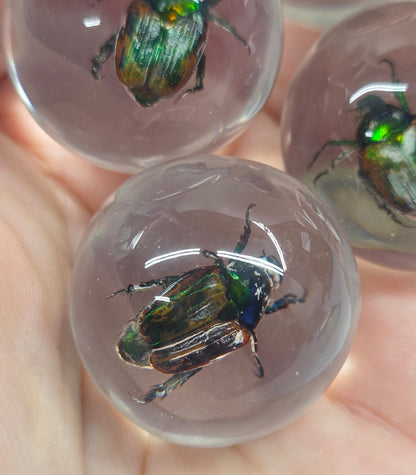 Three clear resin spheres containing iridescent green and black beetle specimens, held in a person's hand.