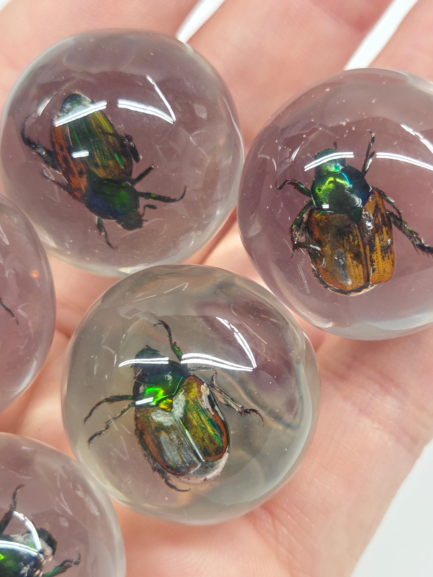 Small clear glass or resin domes, each containing a preserved iridescent beetle, held in a person's open hand against a plain light background.