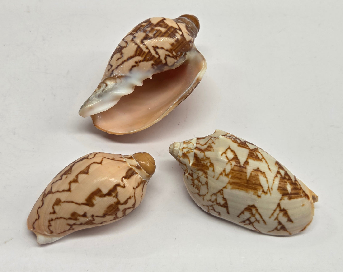 Three small spiral seashells with brown and cream patterns arranged on a plain light background.