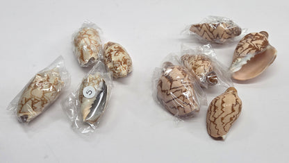 Several small cowrie shells with brown and beige spiral patterns, some individually wrapped in clear plastic packaging, arranged on a plain white surface.