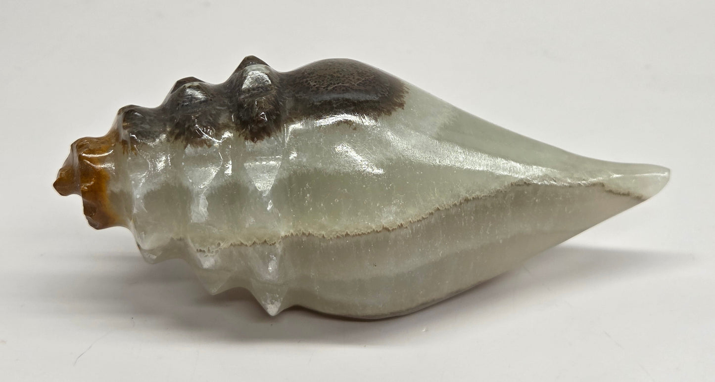 A calcite seashell with a glossy finish, featuring a gradient of light gray-green to dark brown, resting on a plain white surface