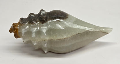 A calcite seashell with a glossy finish, featuring a gradient of light gray-green to dark brown, resting on a plain white surface