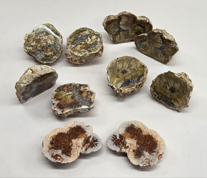 Mineral geodes displaying their internal brown and blue-gray mineral deposits, arranged on a plain white surface.