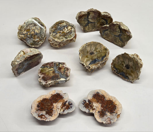 Mineral geodes displaying their internal brown and blue-gray mineral deposits, arranged on a plain white surface.