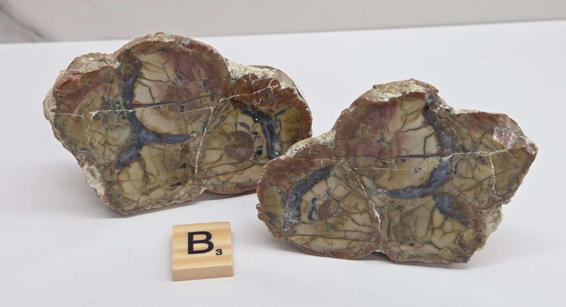 Two raw petrified wood or wood-formation stone pieces with visible grain and reddish-brown matrix, displayed on a white surface with a small wooden letter tile in front.
