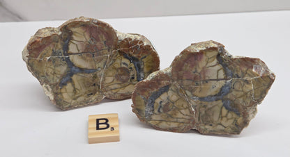 Two raw petrified wood or wood-formation stone pieces with visible grain and reddish-brown matrix, displayed on a white surface with a small wooden letter tile in front.