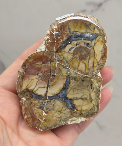 A hand holding a polished geode specimen showing intricate yellow, brown, and black skeletal structures inside a rough stone-like outer layer, against a light gray marble-patterned background.