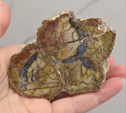 A hand holding a polished petrological stone slab with intricate crystalline patterns in shades of brown, beige, and gray.