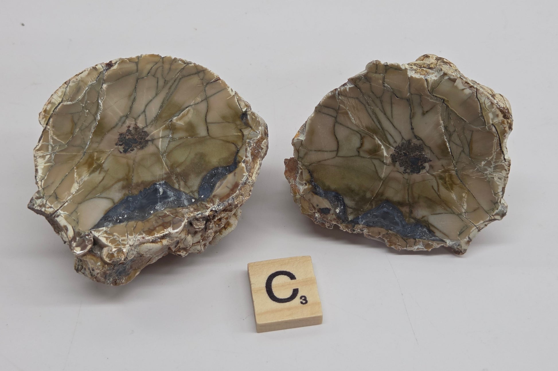 Two geode specimens with intricate brown, beige, and gray veining, displayed side-by-side on a white background with a small Scrabble tile showing the letter C.