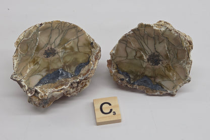Two geode specimens with intricate brown, beige, and gray veining, displayed side-by-side on a white background with a small Scrabble tile showing the letter C.