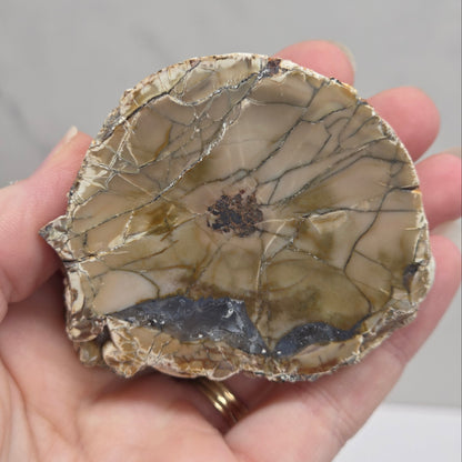 A hand holding a polished stone slice with a mottled pattern of beige, brown, gray, and black, set against a light gray marble background.