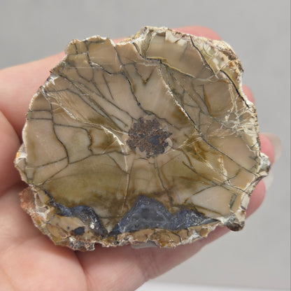 A hand holding a raw, irregularly shaped stone specimen with a beige and brown matrix, dark veining, and a small dark metallic-looking inlay on the right side.