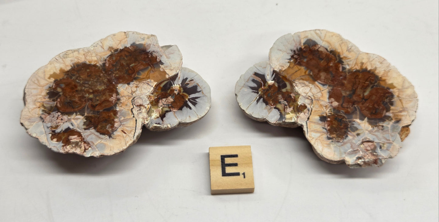 Two geode specimens with brown and beige coloring, displayed side by side on a white surface with a small Scrabble tile showing 'E,1' in front for scale.