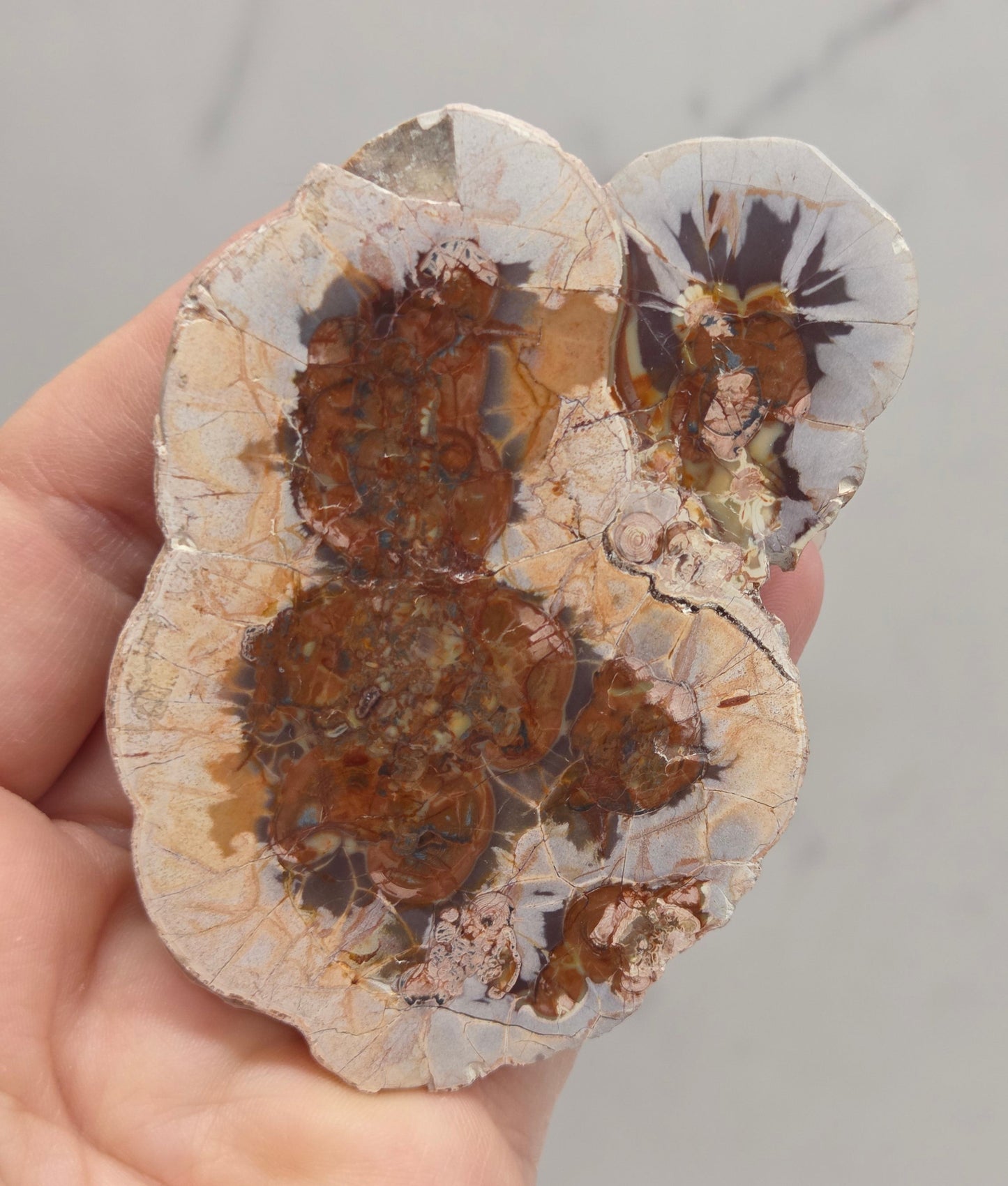 A hand holding a polished petrological specimen showing concentric layers of brown, orange, and cream crystalline structures, likely a chert or fossilized coral section.