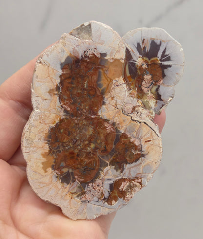A hand holding a polished petrological specimen showing concentric layers of brown, orange, and cream crystalline structures, likely a chert or fossilized coral section.