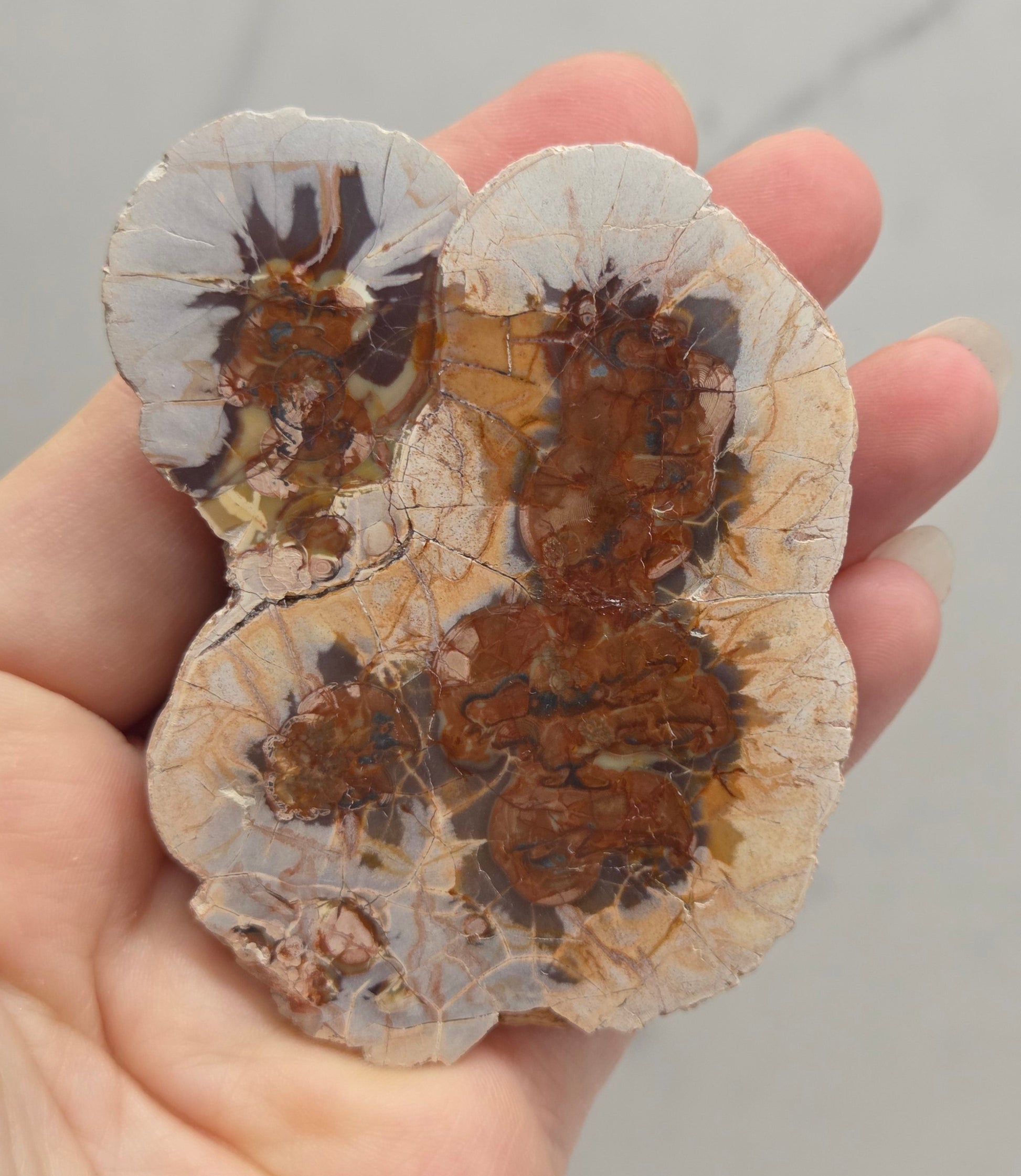 A hand holding a polished petrosal slice showing brown and black mineral inclusions within a translucent beige and white matrix, against a light gray marble background.