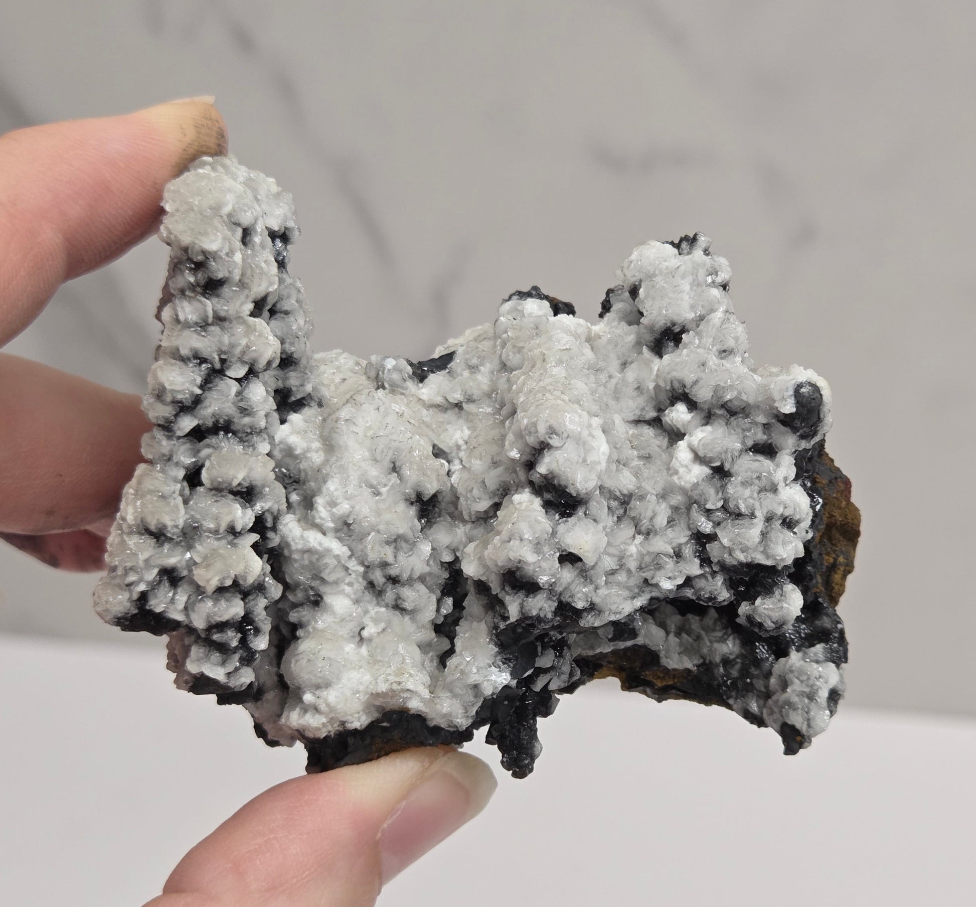 A hand holding a rough mineral specimen with bright white crystalline formations against a dark matrix, photographed indoors against a light gray wall.