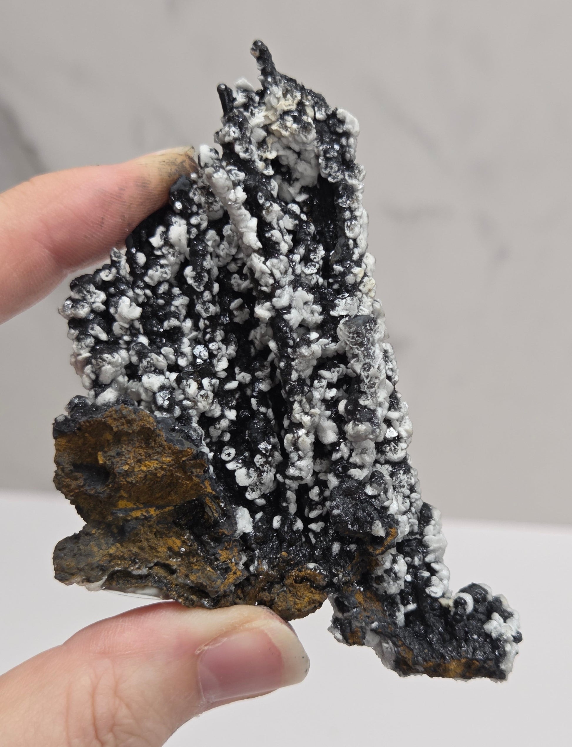 A hand holding a rough mineral specimen with a black matrix covered in numerous small white crystals, with some brown and gold-toned areas on the lower right, against a light gray background.