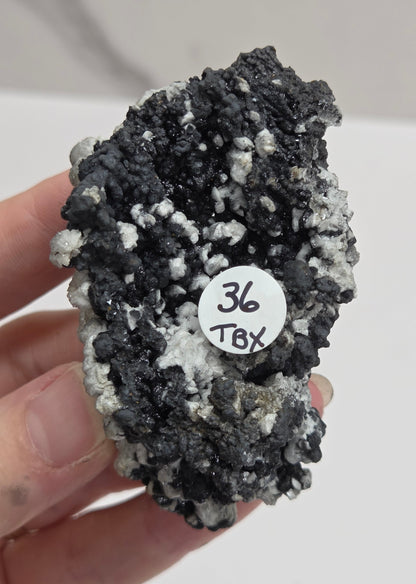 A hand holding a rough mineral specimen with a black and white crystalline texture, featuring a small white circular label that reads '36 TBX'.
