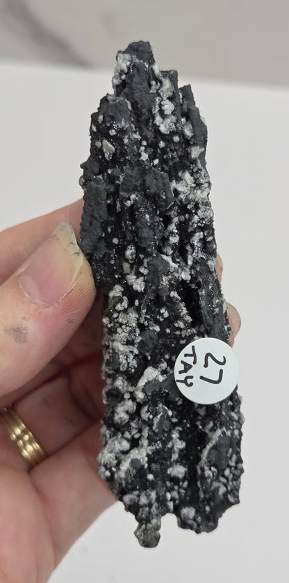 A hand holding a rough black mineral specimen with white crystalline inclusions, featuring a small white circular tag that reads '27 TAY'.